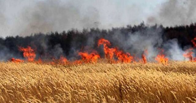 غدا : موجة الحرائق محور لقاء بين وزيري الداخلية والفلاحة
