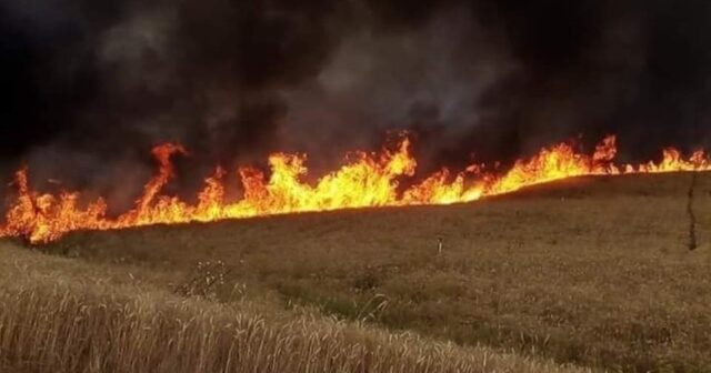 طالت غابات ومزارع ومصبّات فضلات: اندلاع أكثر من 80 حريقا في أقلّ من أسبوع