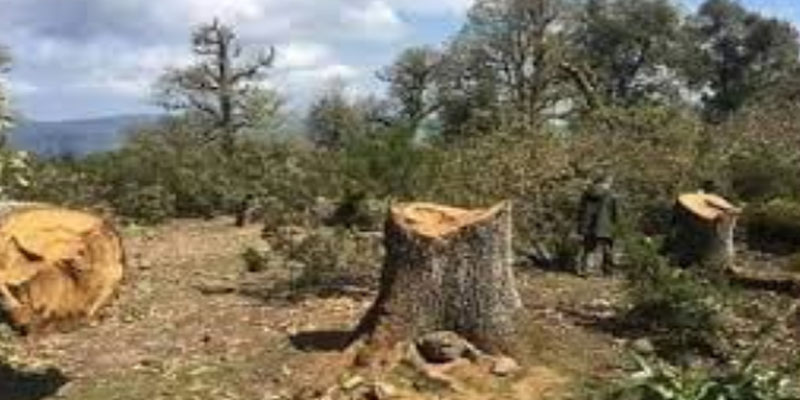 عمرها يفوق 300 سنة: تنديد رسمي بجريمة قطع أشجار نادرة عالميا بجندوبة