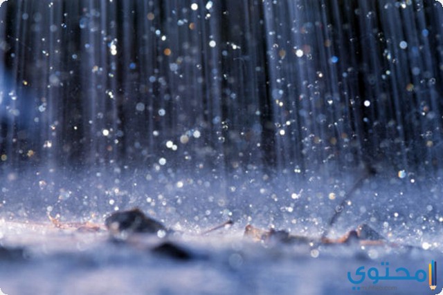 الغنوشي: أمطار و"تبروري" وخلايا رعدية الليلة وغدا وانخفاض طفيف في درجات الحرارة