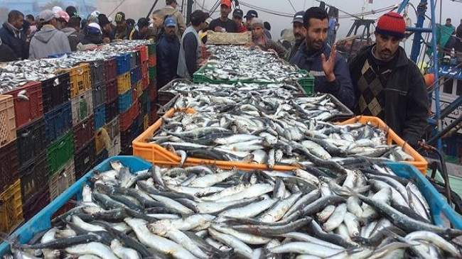 اتّحاد الفلاحة: نرفضُ توظيف معلوم على انزال مُنتجات الصيد البحري للتصدير