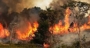 سجنان: حريق هائل يأتي على 5 هكتارات بالغابات