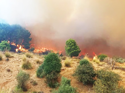 زغوان: حريق بغابة يأتي على 5 هكتارات