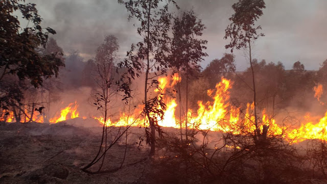 مدير الحماية المدنية بنابل: السيطرة على حريق غابات جبل قربص