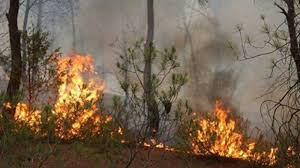 مُدير الحماية المدنية ببنزرت: السيطرة على حريق غابة دوار منارة