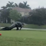 تمساح ضخم يقتحم أحد ملاعب الغولف