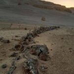 يضمّ هياكل ثديات بحرية عملاقة: اكتشاف كنز مدفون منذ أكثر من 40 مليون سنة بمصر /صور