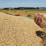 وزارة الفلاحة: التّرفيع في أسعار الحبوب لصابة 2021