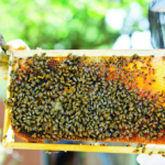 في هولندا: النحل للكشف عن فيروس كورونا