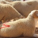 وزارة الفلاحة تدعو مُربيي الماشية لاستكمال تلاقيح الأضاحي ضدّ الأمراض