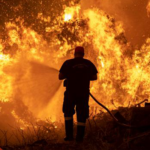 يُنهكها التخريب والحرائق: مردود مليون هكتار من الغابات لا يتجاوز 15 مليون دينار سنويا