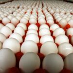 عضو بنقابة الفلاحين: هناك إخلاف باتفاق 8 جانفي عبر الزيادة في أسعار الاعلاف وكلفة انتاج البيض سترتفع