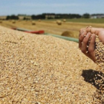 رقم قياسي: تونس تشتري 525 ألف طن من الحبوب في أقل من شهر!