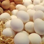 البيض-إنتاج-المغرب-607×3301