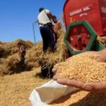 "رويترز": تونس تطرح مناقصة دولية لشراء 75 ألف طن من القمح الصلب