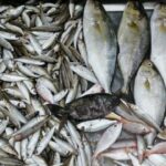 الجبابلي: حجز أسماك كانت معدة للتهريب بقيمة 150 ألف دينار