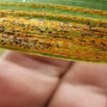 وزارة الفلاحة تُحذّر: ظهور أعراض مرض الصدأ  بمزارع القمح