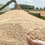 منها الترفيع في أسعار الحبوب: إجراءات جديدة للترفيع في انتاج الزراعات الكبرى وتقليص التوريد