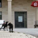 في تقرير لوكالة" فرانس براس" : الكلاب السائبة ستكتسح شوارع تونس ما لم يحصل تعقيم شامل