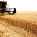 وزارة الفلاحة تدعو إلى جمع حصاد الحبوب وتسليمه في أنسب الآجال