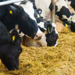 منظمة إرشاد المستهلك: إلغاء الزيادة في أسعار أعلاف المواشي والابقار وتقليصها بالنسبة للدواجن