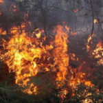 زغوان: السيطرة بالكامل على حريق جبل الشنانفة والخسائر تجاوزت 25 هكتارا