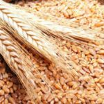وزارة الفلاحة تحدد أسعار بذور الحبوب الممتازة للموسم القادم