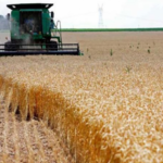 مدير بديوان الحبوب: جمعنا نصف الاستهلاك الوطني من القمح الصلب ولن نلجأ للتوريد في الفترة المقبلة