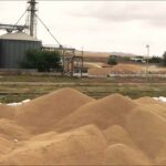 "رويترز" تونس تشتري 150 ألف طنّ من القمح الليّن و100 ألف طنّ من القمح الصلب و100 ألف طنّ من الشعير