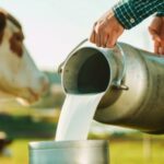 وزارة الفلاحة: زيادة بـ200 مليم في سعر الحليب على مستوى الإنتاج￼