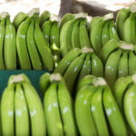 شركة أسواق الجملة تمنع على الوكلاء بيع الموز لغير الحاصلين على تراخيص