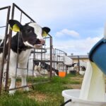 Commercial dairy farms in Belarus